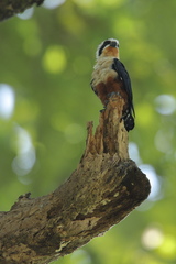 Microhierax caerulescens