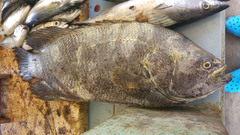 Lobotes surinamensis