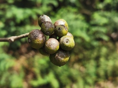 Monimia rotundifolia