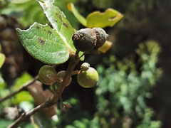 Monimia rotundifolia
