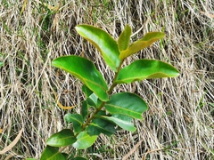 Aphloia theiformis