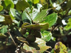 Monimia rotundifolia