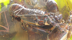 Panulirus homarus