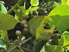 Monimia rotundifolia