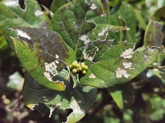 Monimia rotundifolia