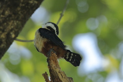 Microhierax caerulescens