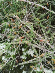 Aspalathus divaricata