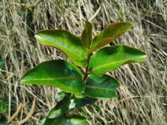 Aphloia theiformis
