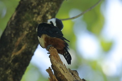 Microhierax caerulescens