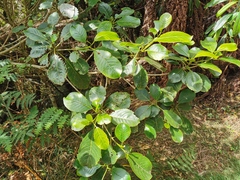 Aphloia theiformis
