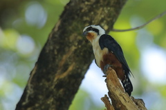 Microhierax caerulescens