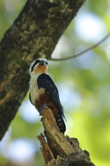 Microhierax caerulescens
