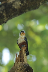 Microhierax caerulescens
