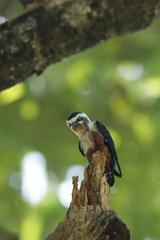 Microhierax caerulescens