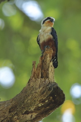 Microhierax caerulescens