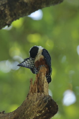 Microhierax caerulescens