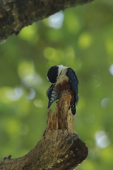 Microhierax caerulescens