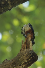 Microhierax caerulescens