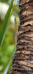 Phelsuma cepediana