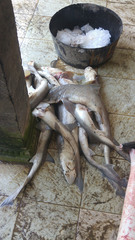 Mustelus