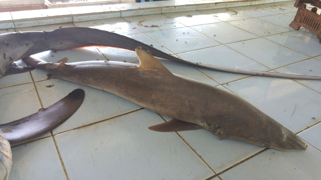 Long-snout Shark (Carcharhinus macloti)