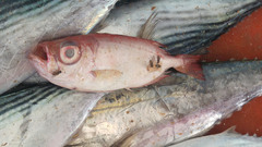 Priacanthidae