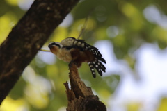Microhierax caerulescens
