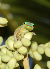 Phelsuma cepediana