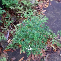 Euphorbia peplus