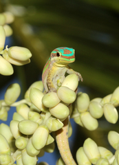Phelsuma cepediana