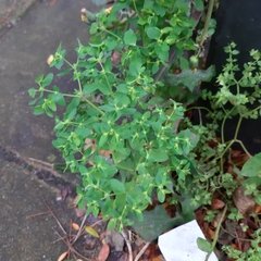 Euphorbia peplus