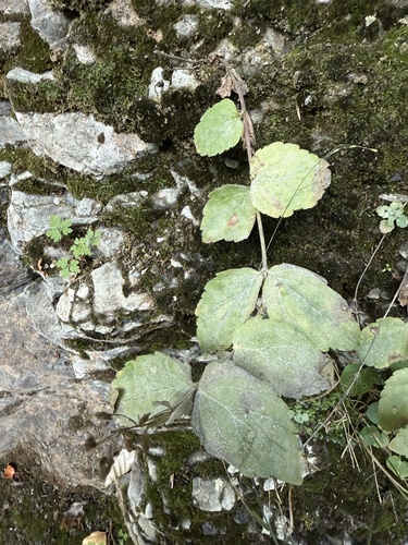 Veronica ponae, photograph 5