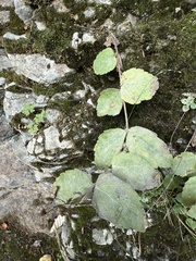 Veronica ponae, photograph (c) Cenaida, some rights reserved (CC BY)
