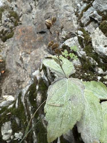 Veronica ponae, photograph 6