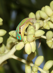 Phelsuma cepediana