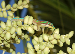 Phelsuma cepediana