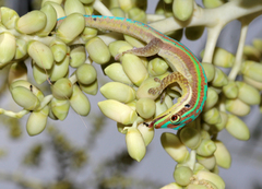 Phelsuma cepediana