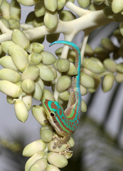 Phelsuma cepediana