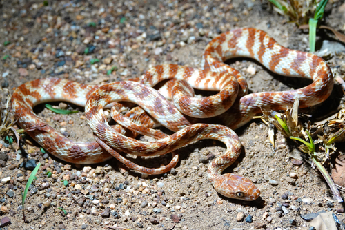 Brown Tree Snake sighting