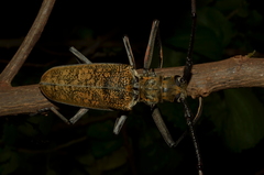 Batocera