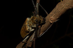 Batocera