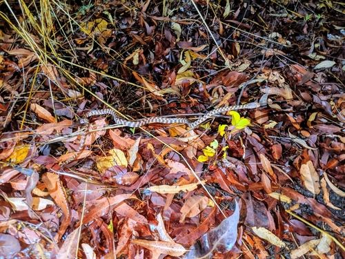 Brown Tree Snake sighting