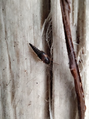 Sepedophilus littoreus