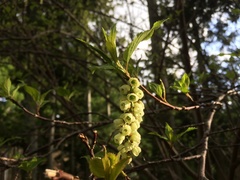 Stachyurus praecox