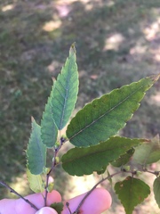 Zelkova