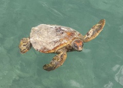 Green Sea Turtle