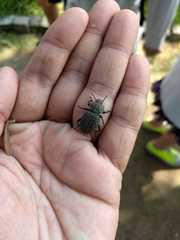 Scotobius pilularius