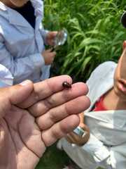 Platyphora congregata