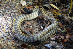 Aspidites melanocephalus