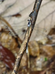 Rhipidolestes nectans